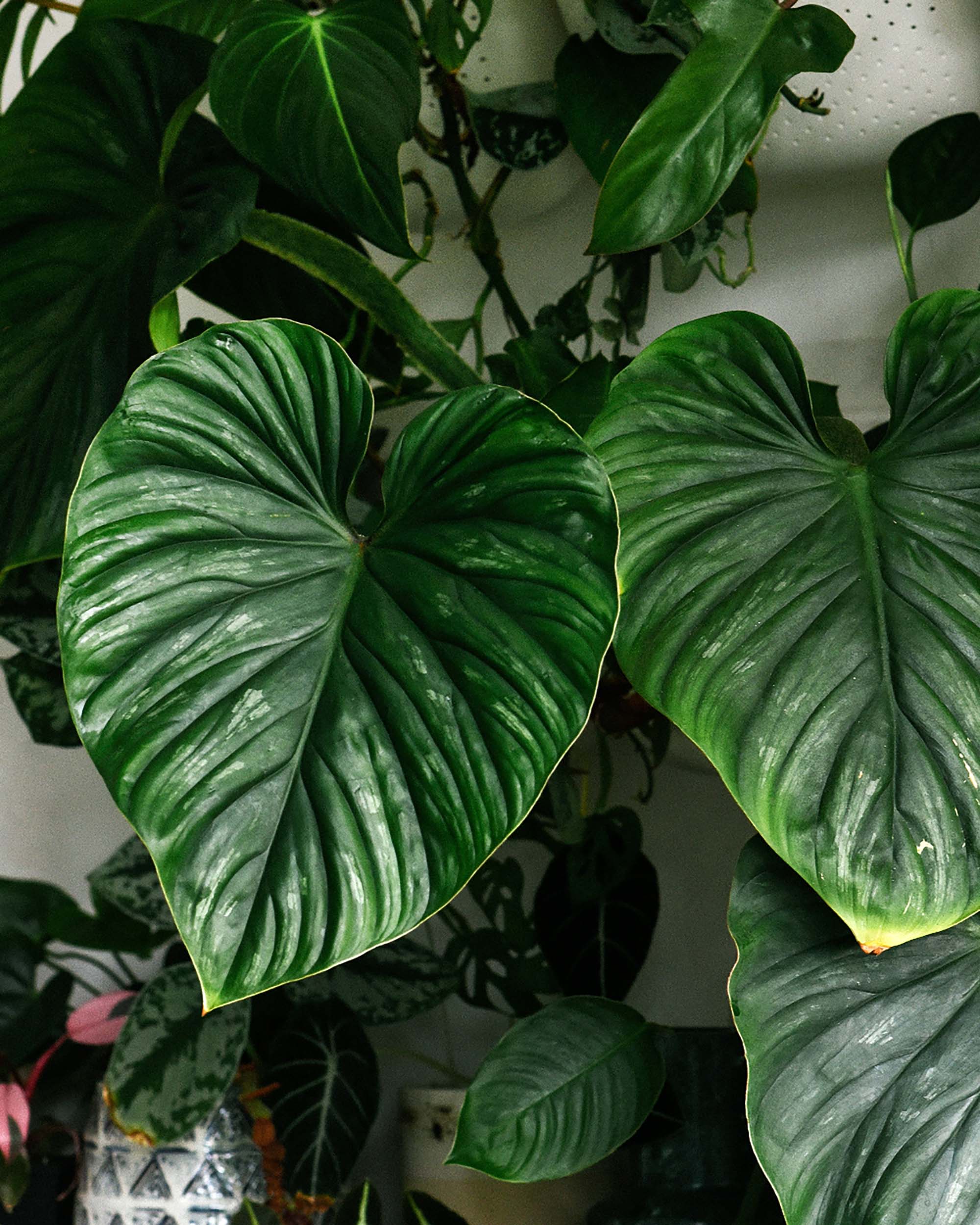 Rare Greenery, Delivered to You