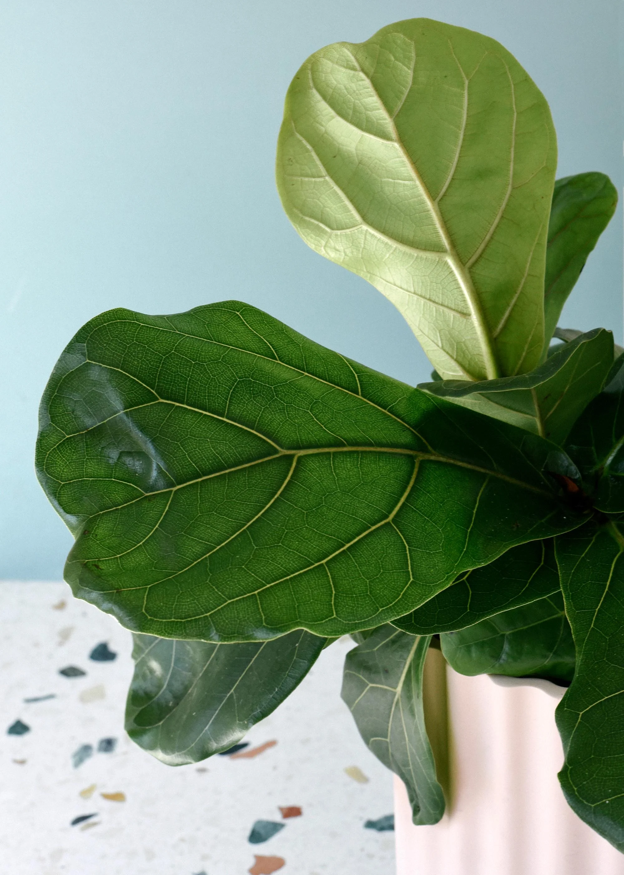 All Houseplants